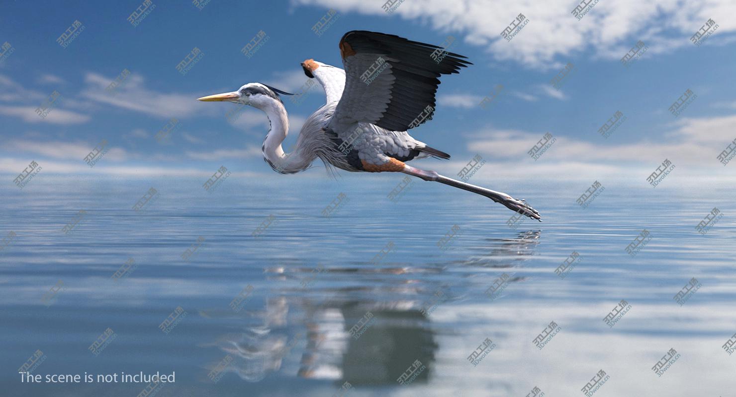 images/goods_img/202104021/3D model Great Blue Heron in Flight/5.jpg